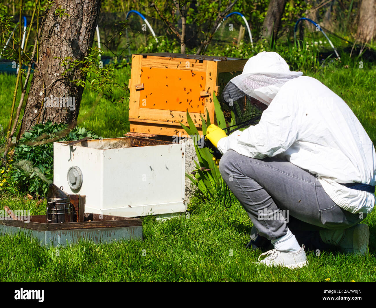 Photographer taking pictures and videos of apiarist in garden, with ...