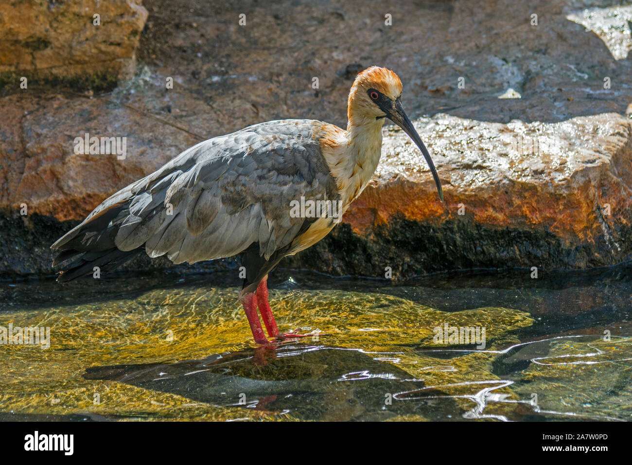 Black-faced ibis (Theristicus melanopis / Tantalus melanopis) foraging in shallow water, native to  South America Stock Photo