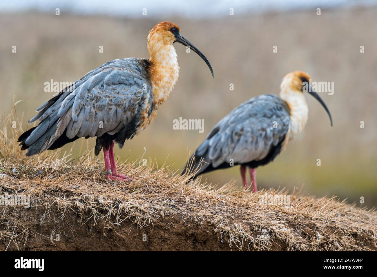 Two black-faced ibises (Theristicus melanopis / Tantalus melanopis) native to  South America Stock Photo