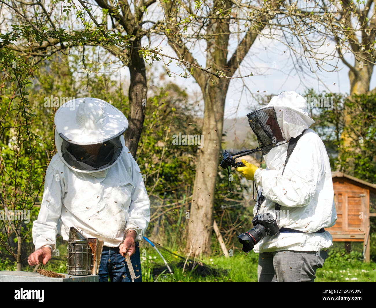 Photographer taking pictures of apiarist in garden, with bees flying ...