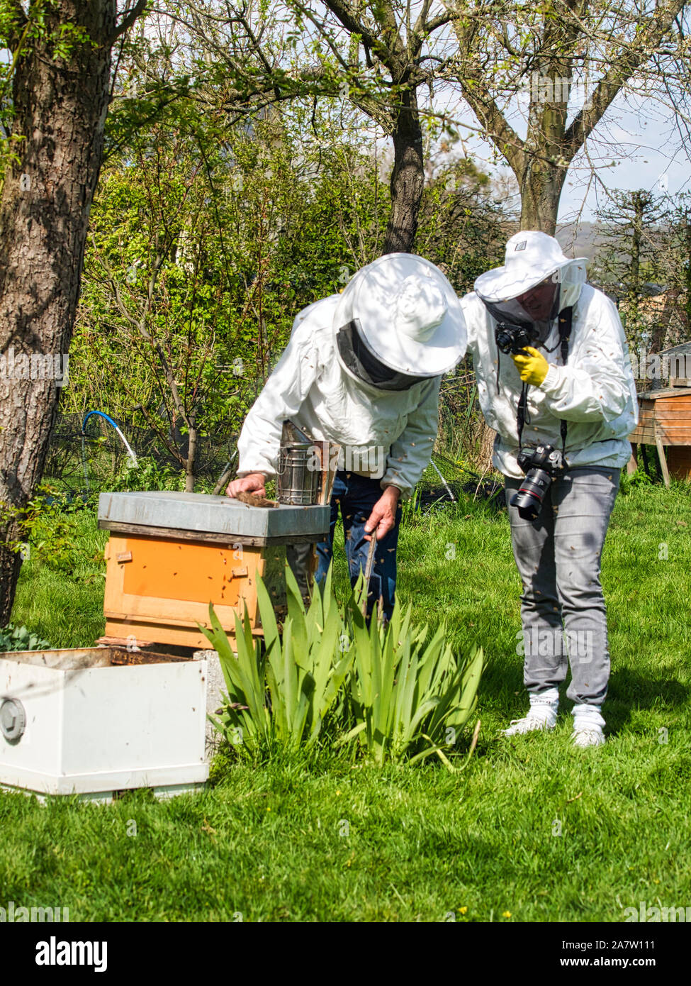 Photographer taking pictures of apiarist in garden, with bees flying ...