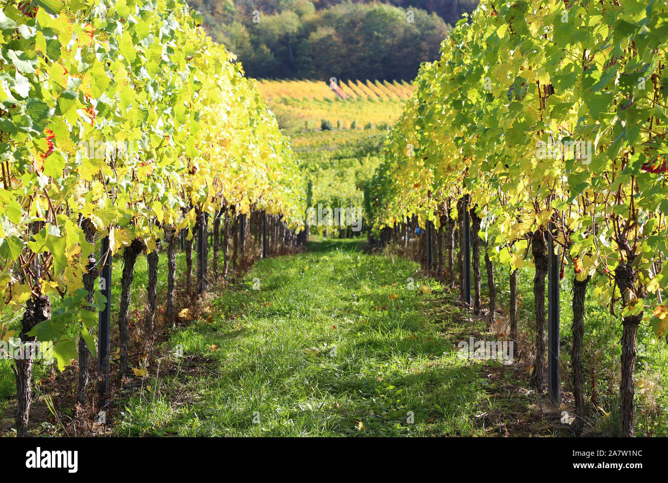 Vines plantation in Castilla la mancha, Spain, 2019. Vineyard perspective in agricultural field. Wind moving vine leaves Stock Photo