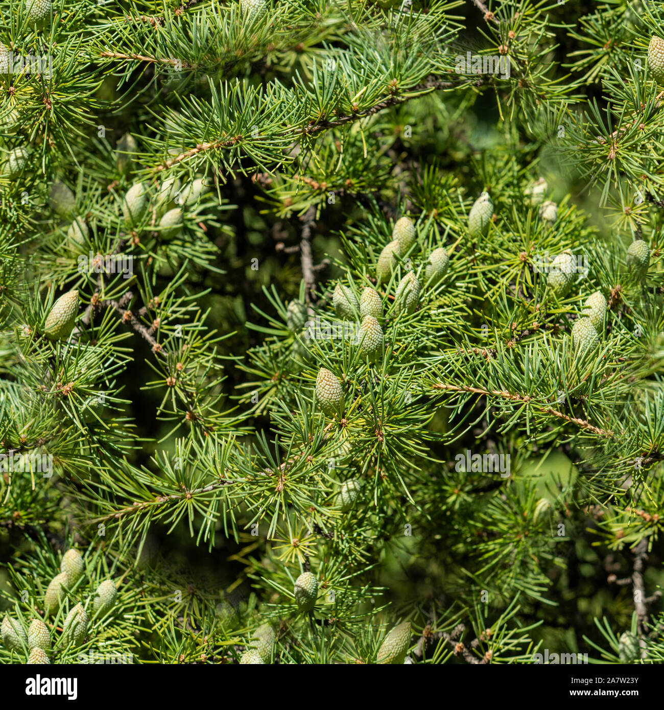 Furry juniper tree brunches background. Close - up of branches with fruits, selective focus. Sun ray. Toned. Seamless texture. Stock Photo
