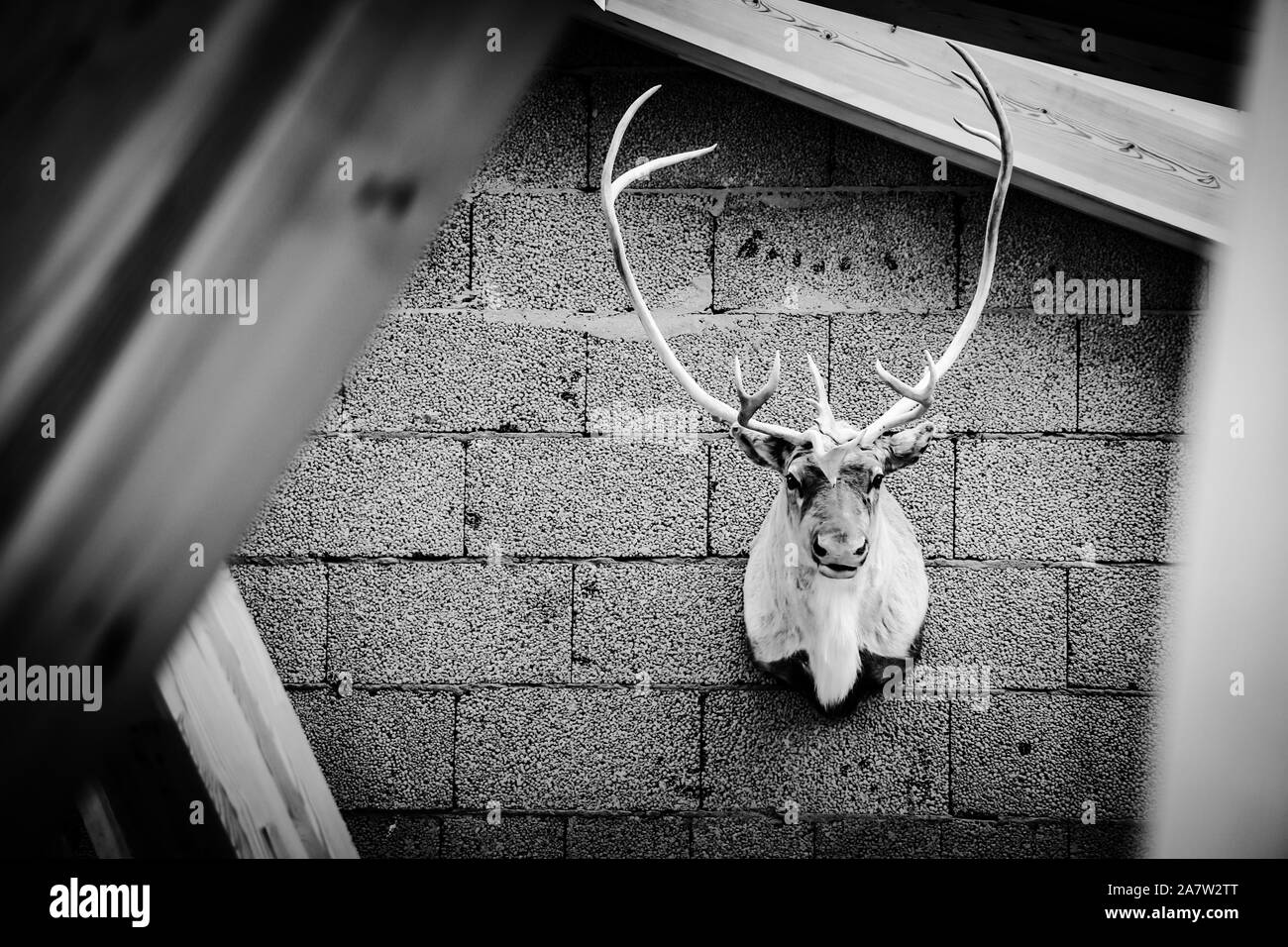 A black and white taxidermy mounted stag head hanging on a rustic concrete wall. Selective Focus Stock Photo