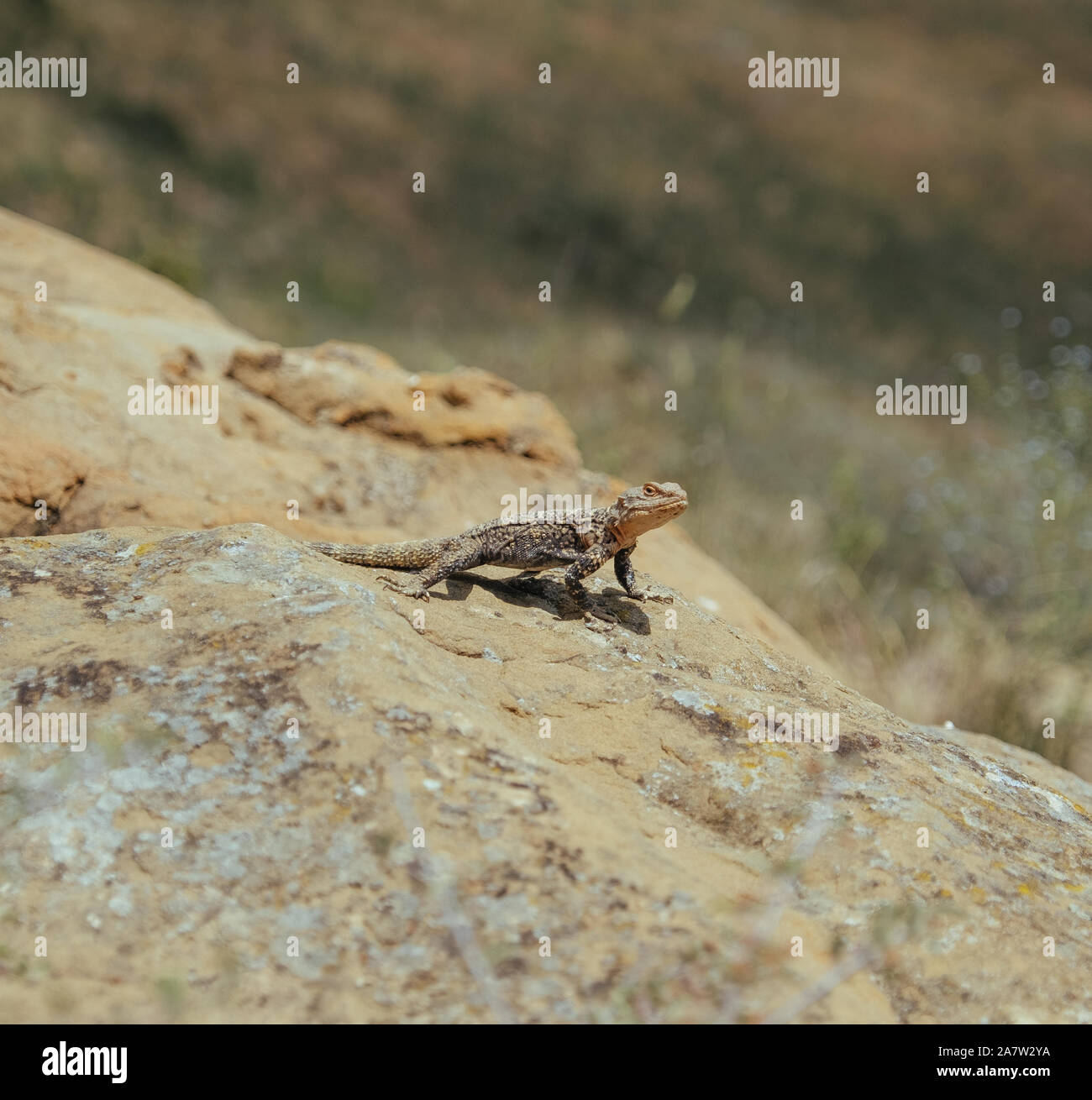Lizard basking under the sun in Georgian mountains Stock Photo