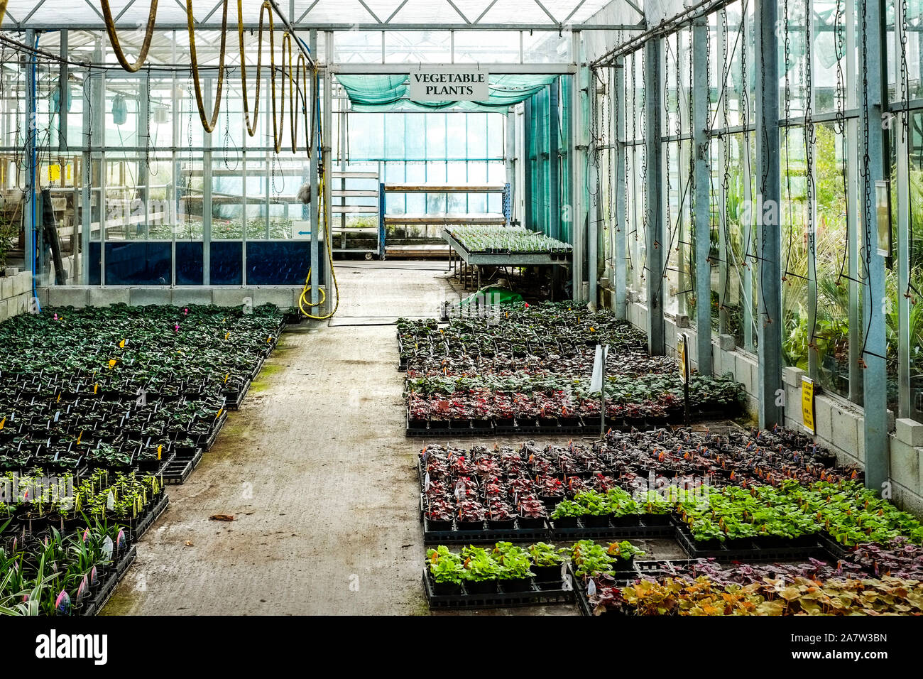 Trays of plants on sale in a greenhouse in a garden nursery centre. Stock Photo