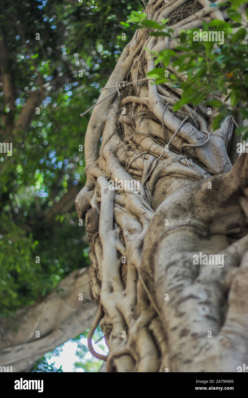 Twisted branches of a ficus tree. Ficus microcarpa is tropical tree with smooth light-gray bark leaves, which grows in Mediterranean climate about 40 Stock Photo