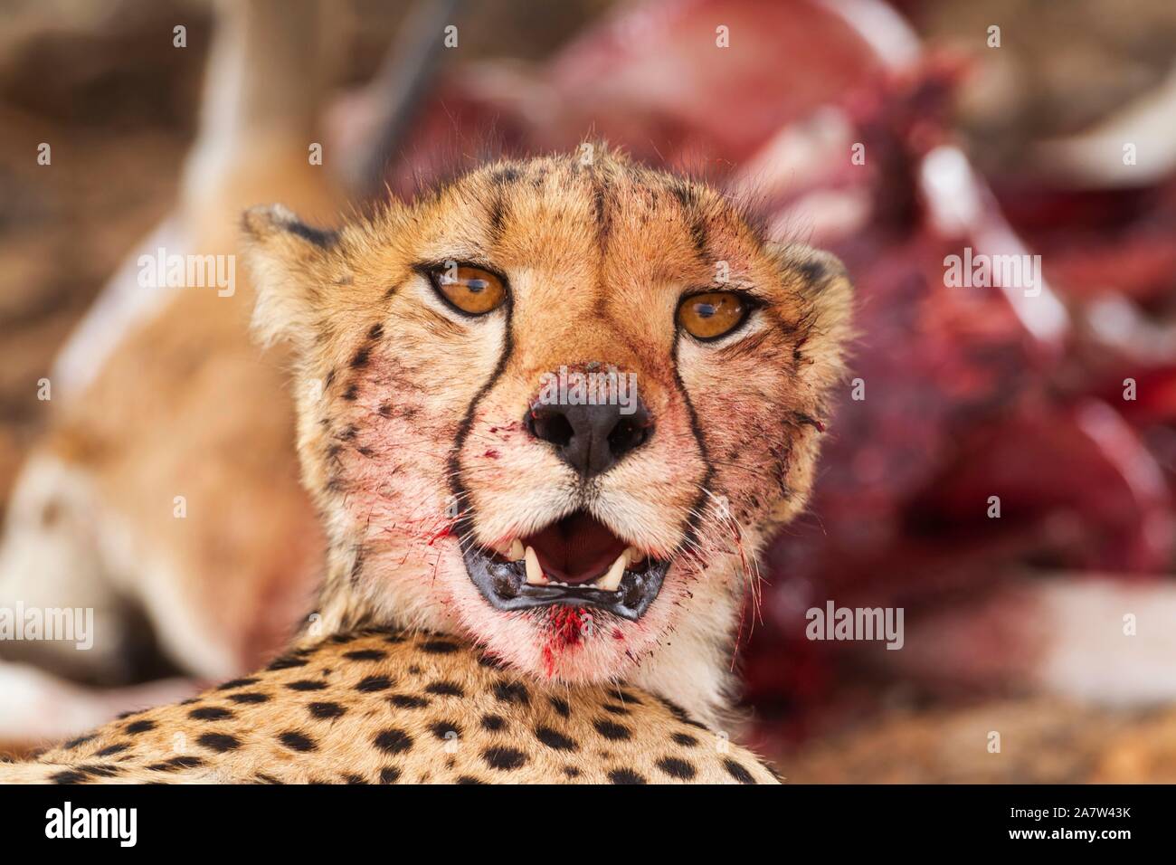 Cheetah (Acinonyx jubatus), female, animal portrait with bluddy mouth, Kalahari Desert, Kgalagadi Transfrontier Park, South Africa Stock Photo