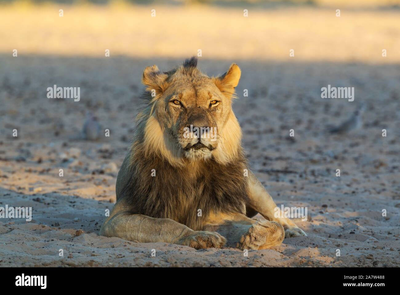Black-maned lion (Panthera leo vernayi), male, resting in the early morning light, Kalahari Desert, Kgalagadi Transfrontier Park, South Africa Stock Photo