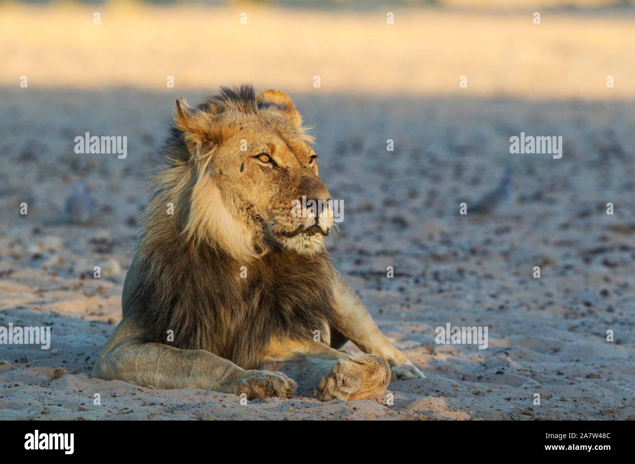 Black-maned lion (Panthera leo vernayi), male, resting in the early morning light, Kalahari Desert, Kgalagadi Transfrontier Park, South Africa Stock Photo