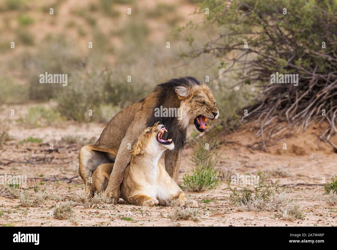 Black-maned lions (Panthera leo vernayi), fairly old animal pair mating, Kalahari Desert, Kgalagadi Transfrontier Park, South Africa Stock Photo