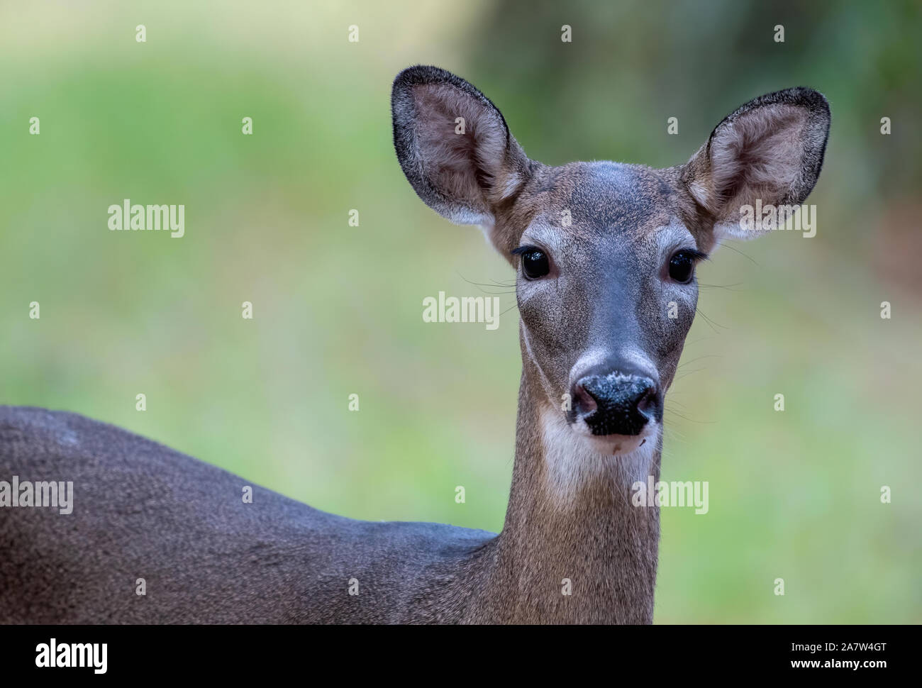 White tailed deer - Doe standing at the edge of the woods Stock Photo ...