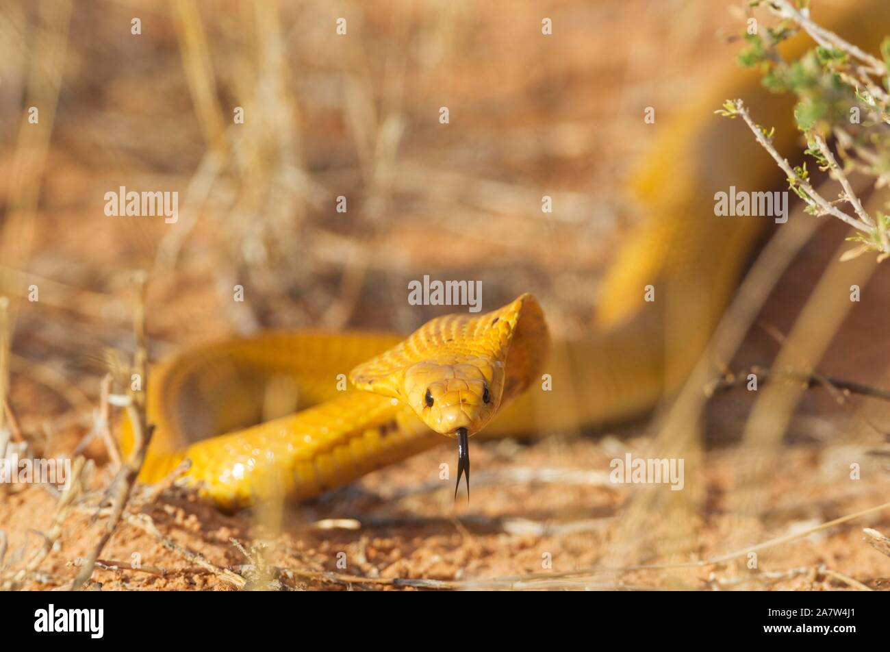 Cape Cobra (Naja nivea), hunting, Kalahari Desert, Kgalagadi Transfrontier Park, South Africa Stock Photo