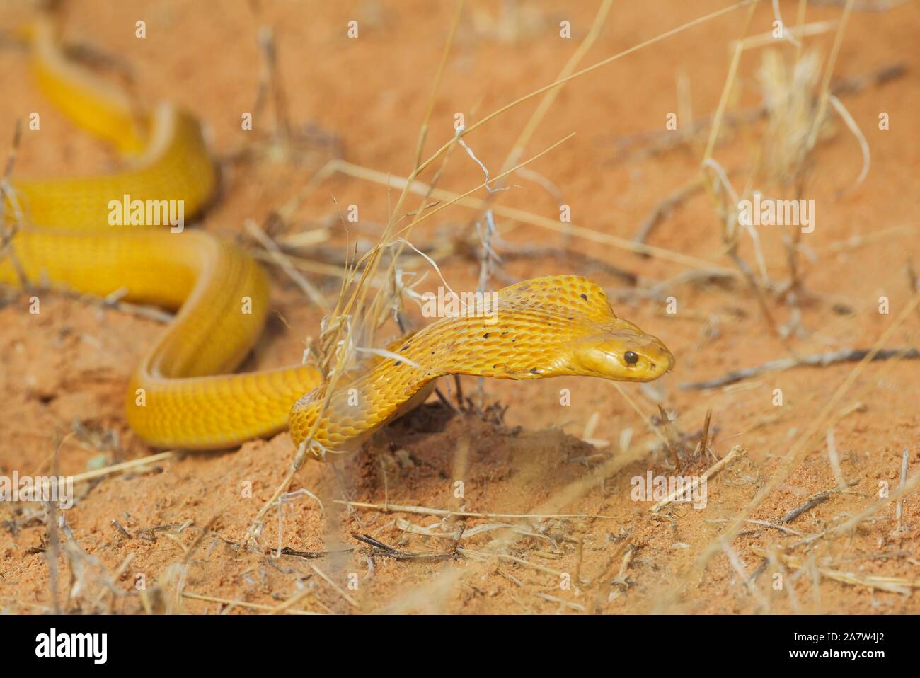 Cape Cobra (Naja nivea), hunting, Kalahari Desert, Kgalagadi Transfrontier Park, South Africa Stock Photo