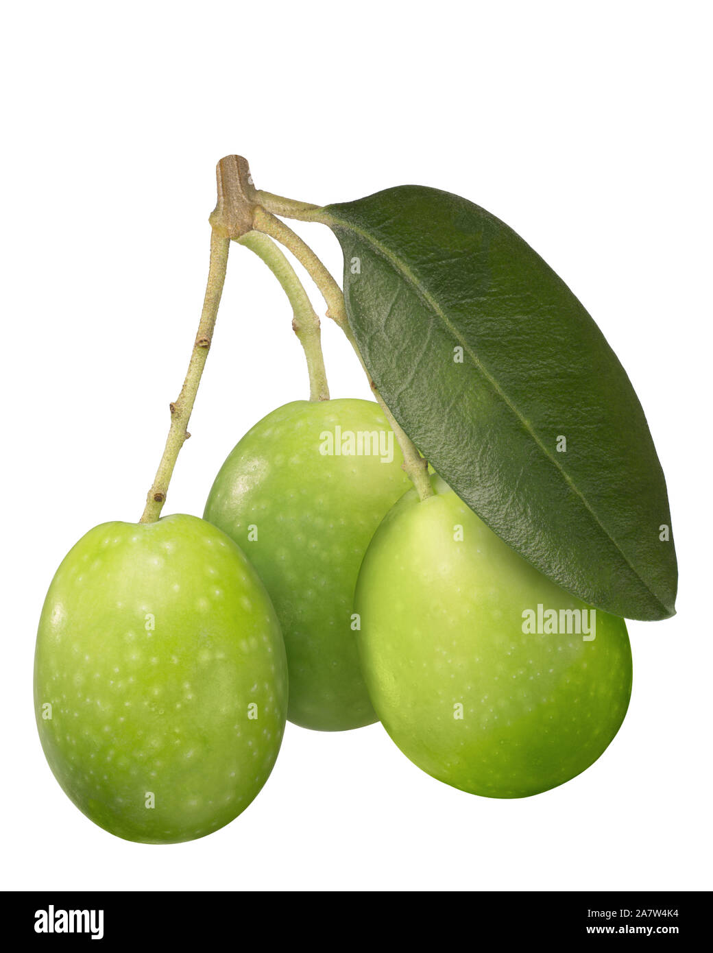 Three green olives cluster with leaf (Olea europaea fruits), isolated
