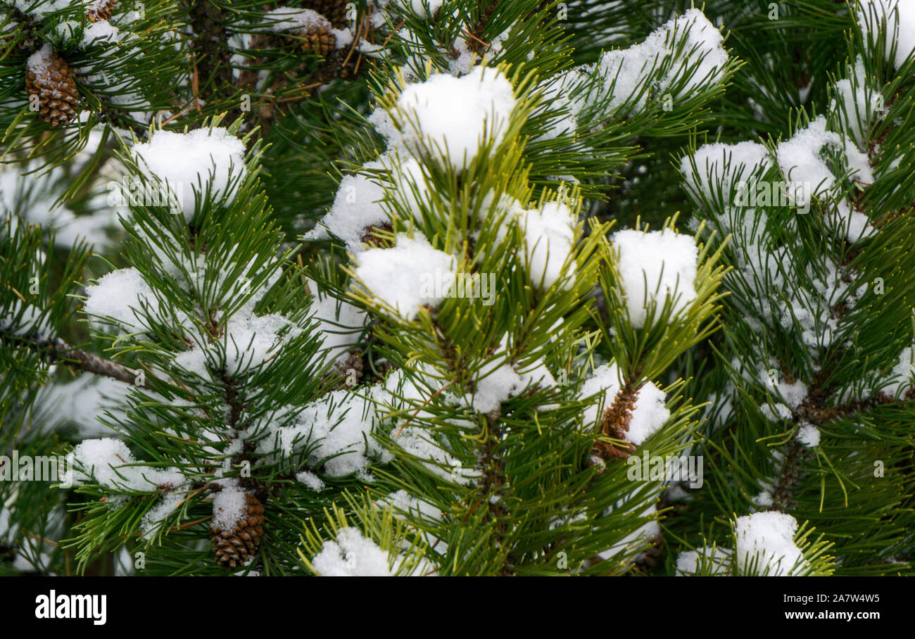 Pine bushes and snow Calgary Alberta Stock Photo Alamy