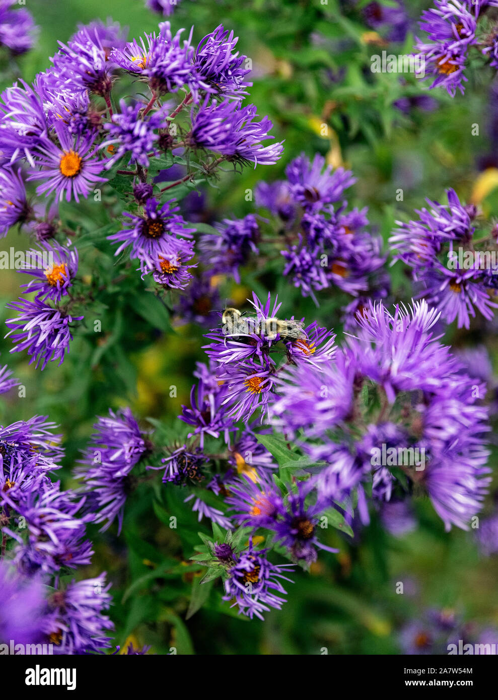 Purple astors and bumble bees. Stock Photo