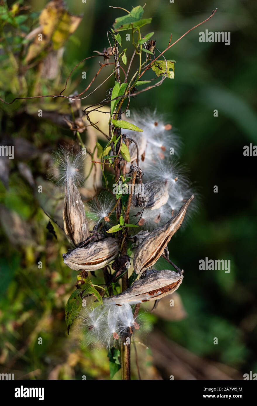 Seeding milkweed plant. Stock Photo
