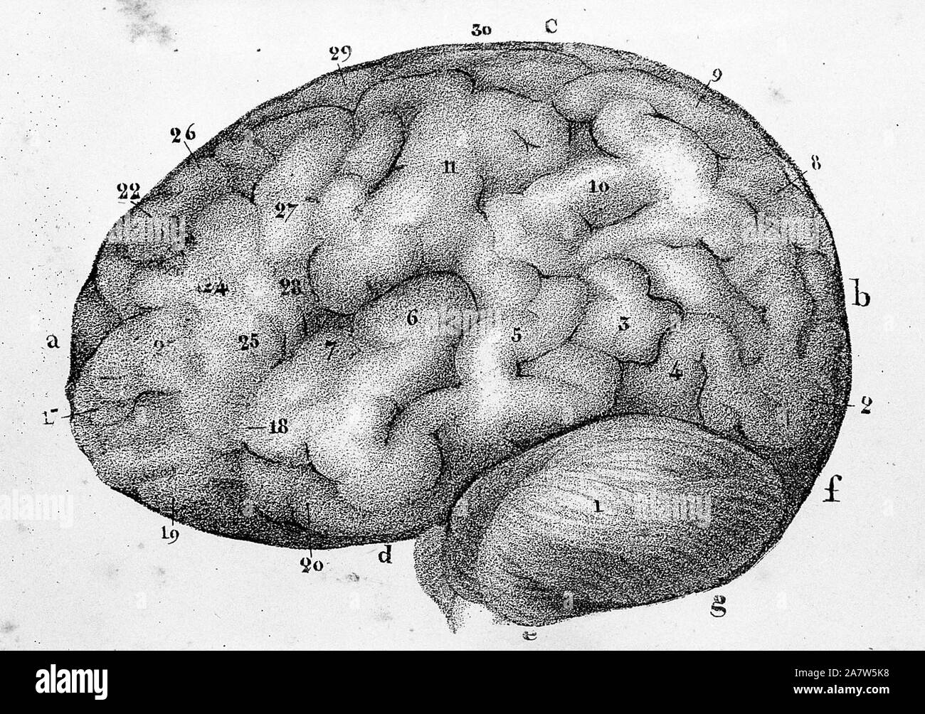 Human brain model anatomical Black and White Stock Photos & Images - Alamy