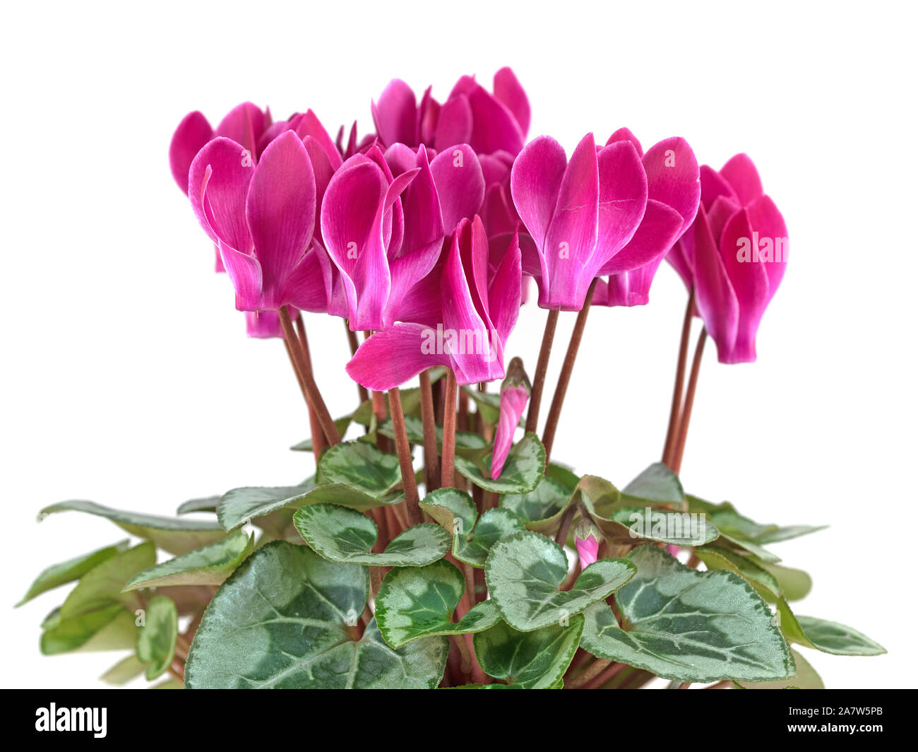 Cyclamen, isolated from a white background Stock Photo