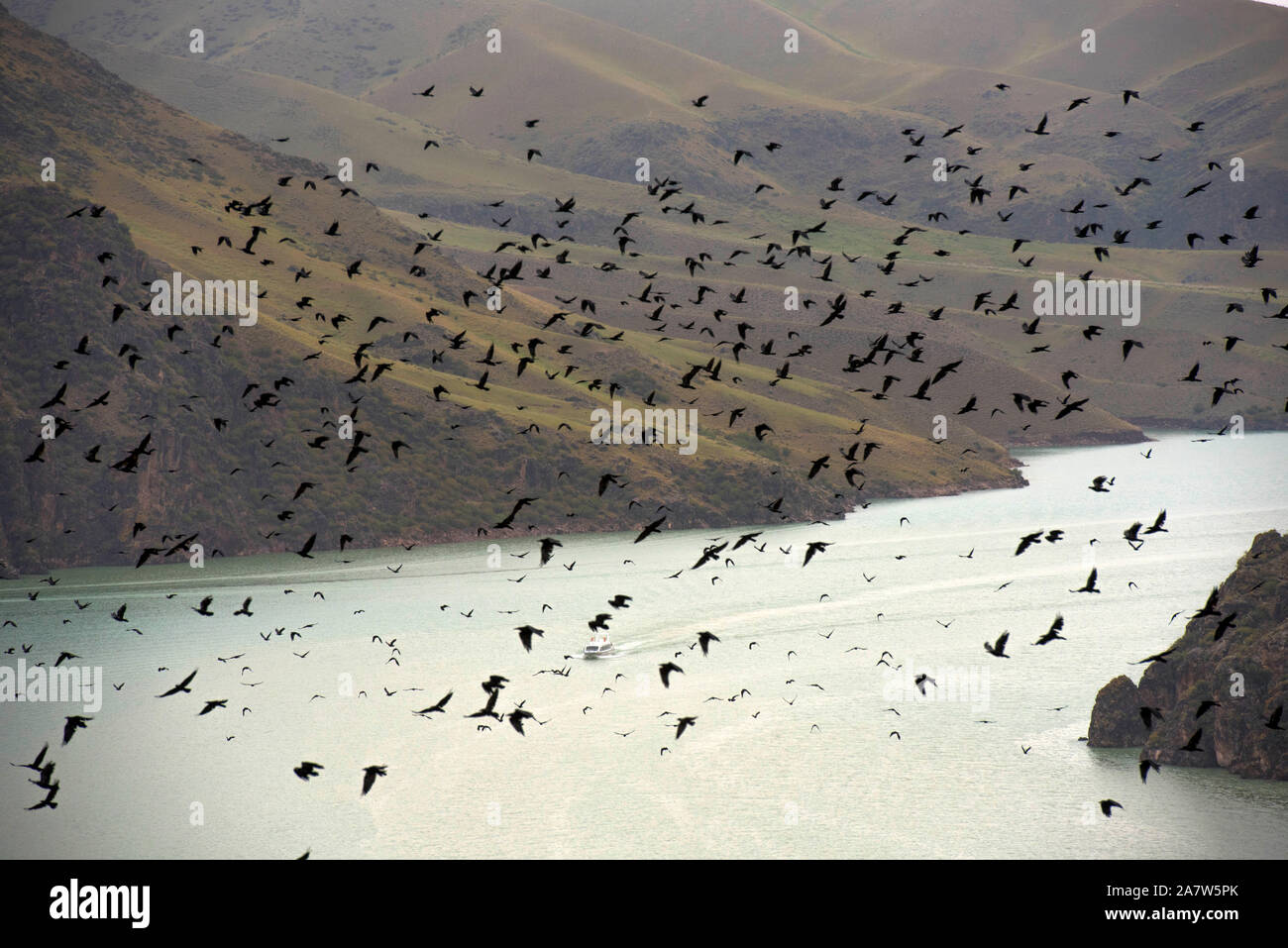 Clustered crows flutter above the grassland, seeking for food in Ili Kazakh Autonomous Prefecture, Xinjiang Uygur Autonomous Region, 27 July 2019.  Th Stock Photo