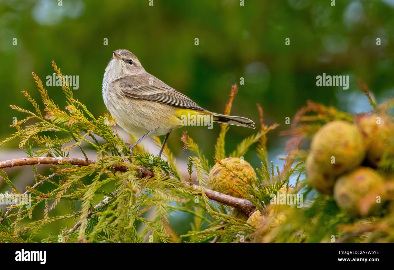 Palm warbler perched on a branch with yellow seed pods Stock Photo