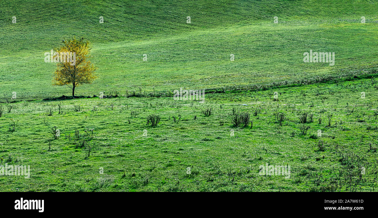Farm pasture panorama with lone tree, Reading, Vermont, USA. Stock Photo