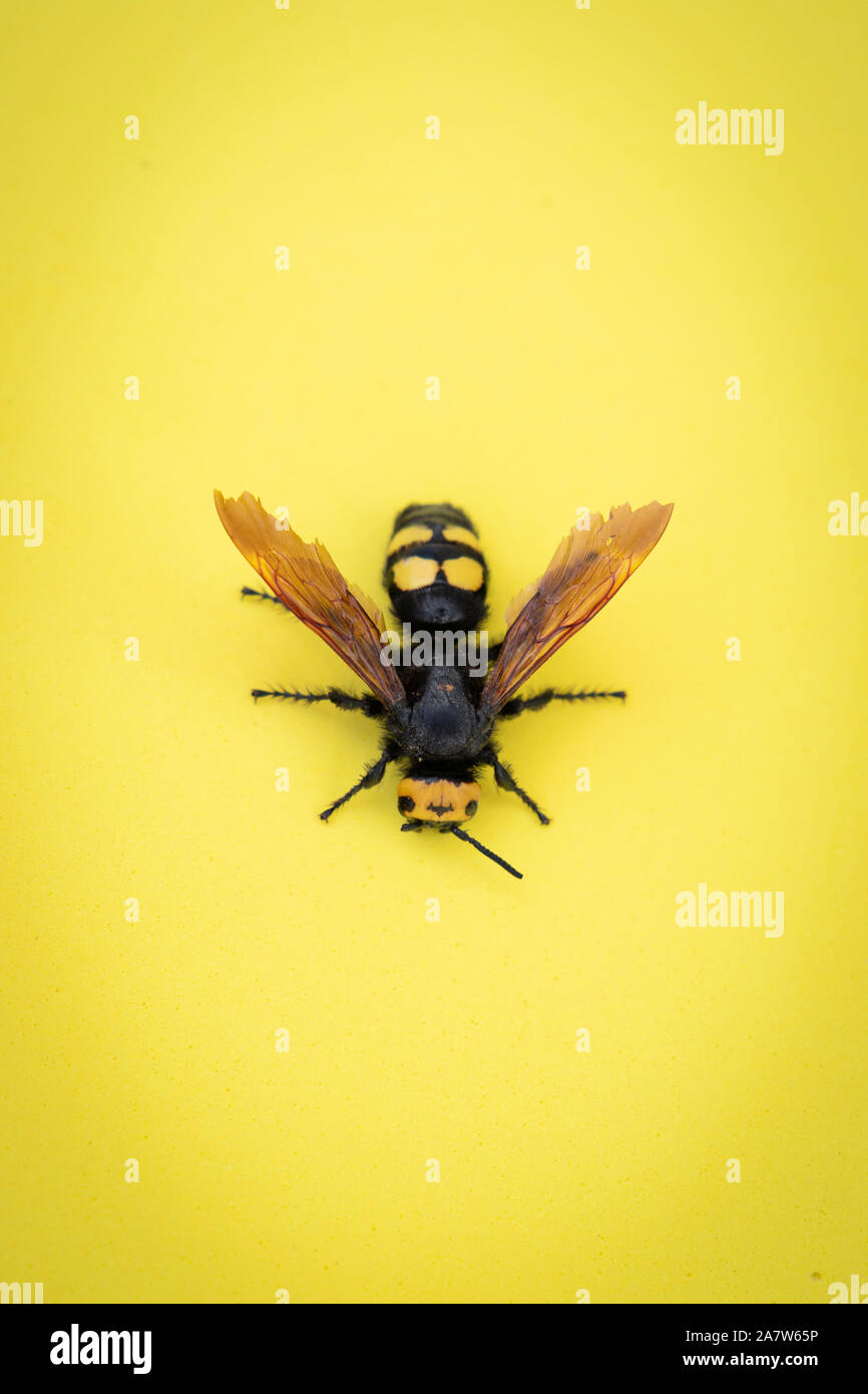 Mammoth wasp, Megascolia maculata, Huge wasp on yellow background in a flat surface, Macro Stock Photo