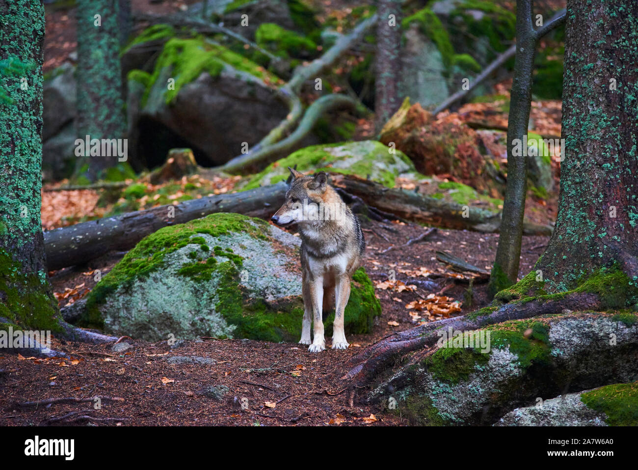 The wolf (Canis lupus), also known as the gray or grey wolf in natural  habitat Stock Photo - Alamy