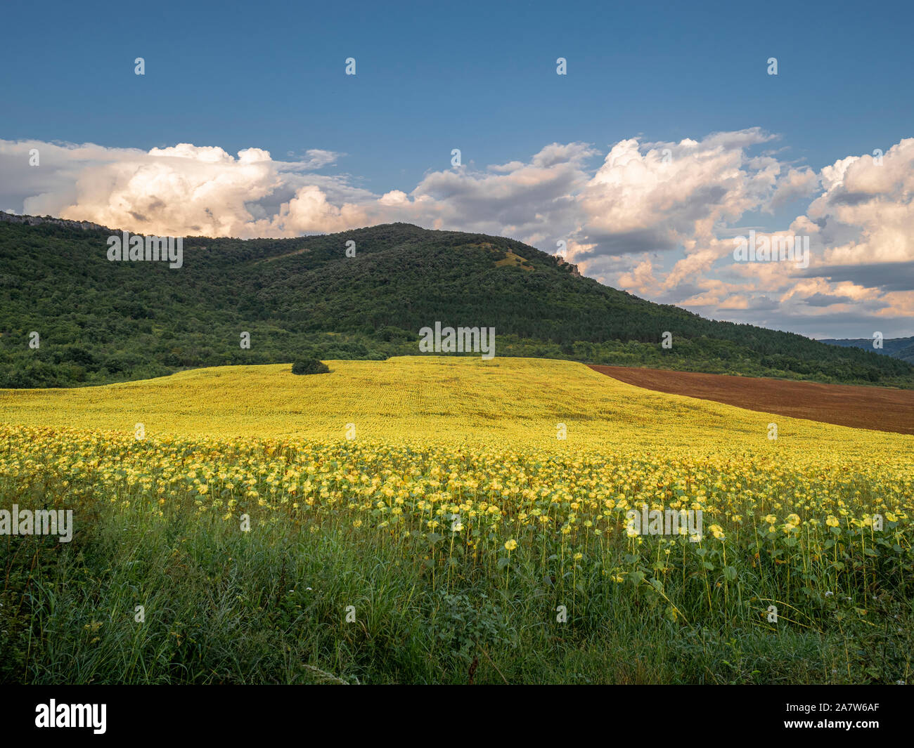 sunflower field under the hill Stock Photo - Alamy