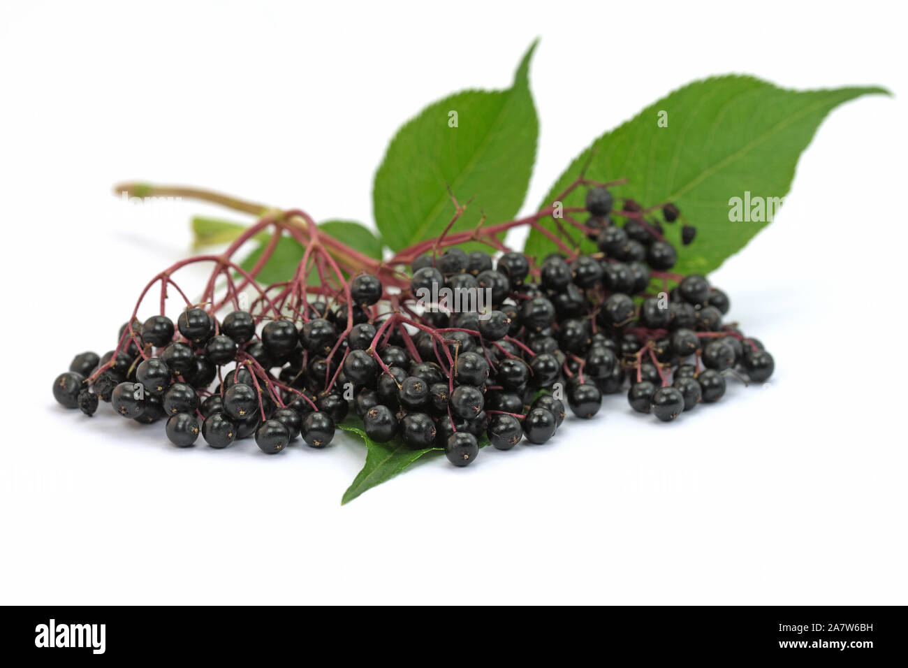 Elderberries isolated against white background Stock Photo