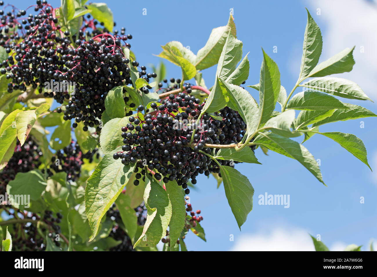 Elderberries on the shrub Stock Photo
