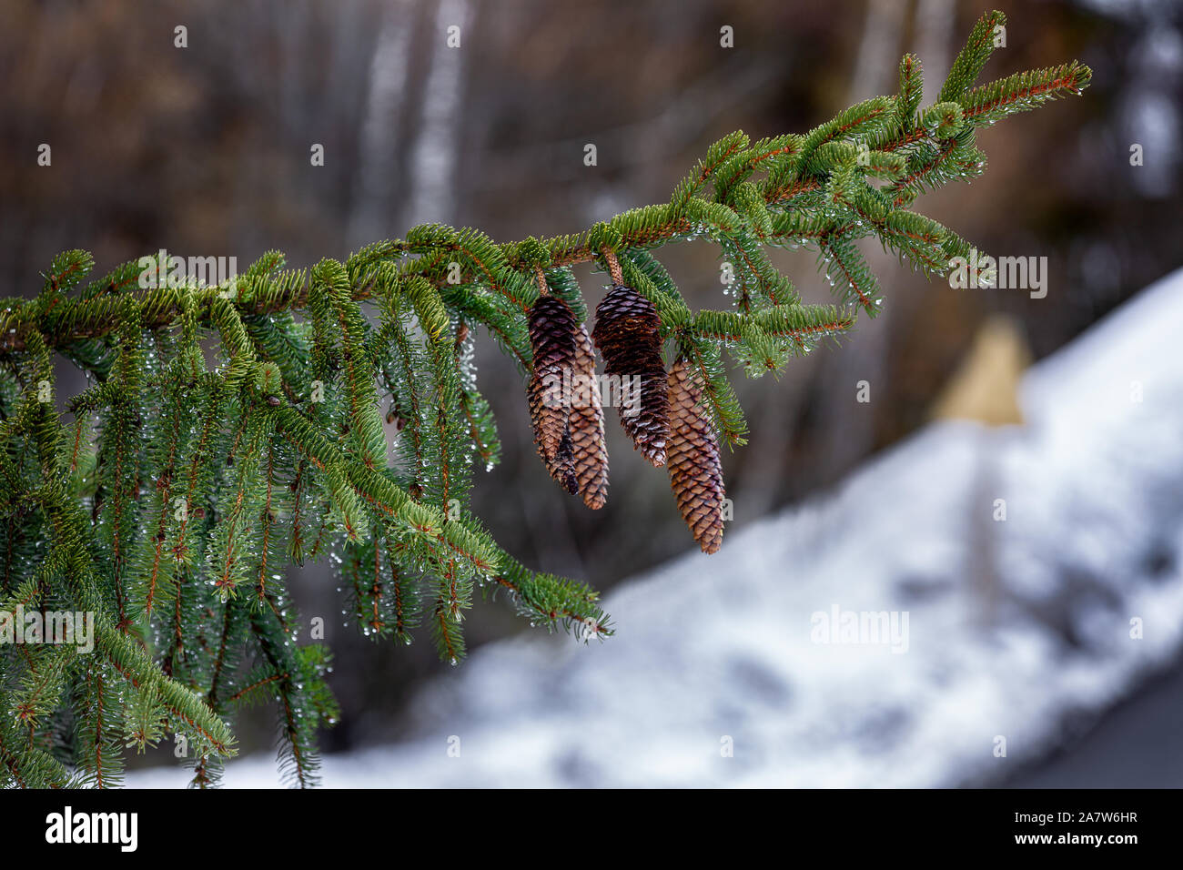 Wet spruce branch drops hi-res stock photography and images - Alamy