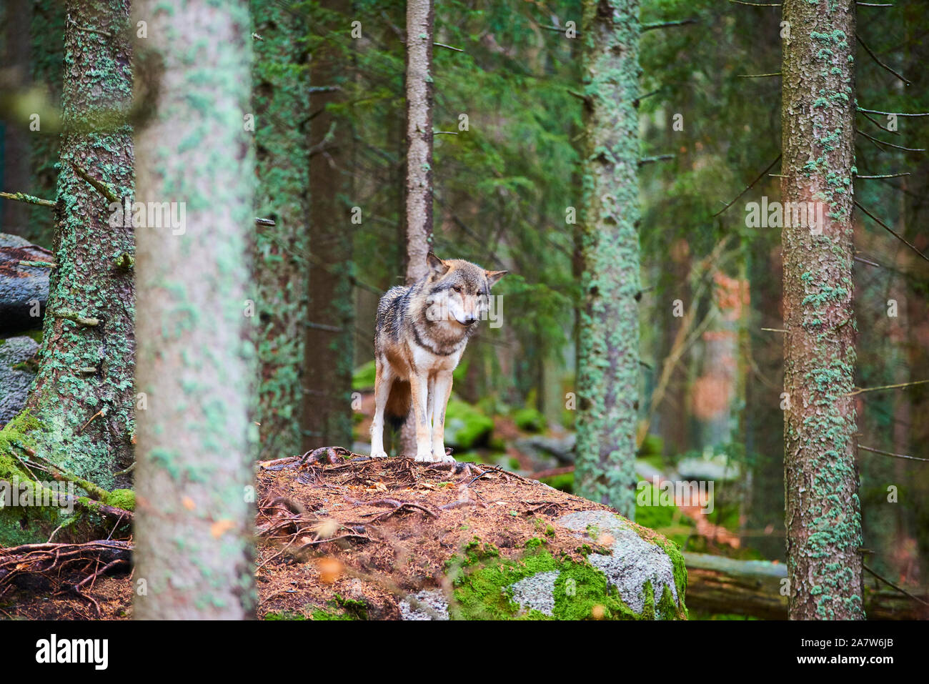The wolf (Canis lupus), also known as the gray or grey wolf in natural habitat Stock Photo