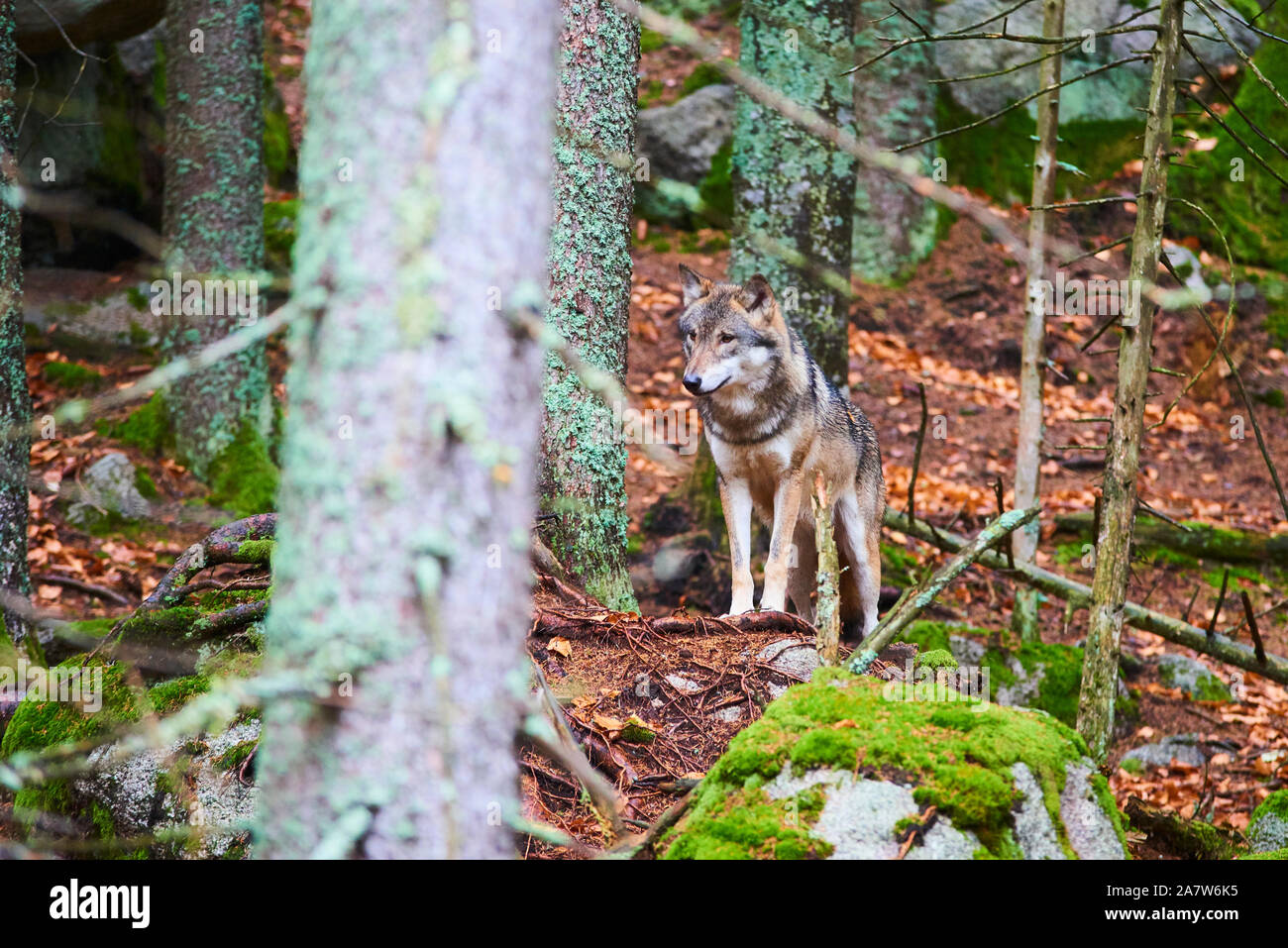 The wolf (Canis lupus), also known as the gray or grey wolf in natural ...