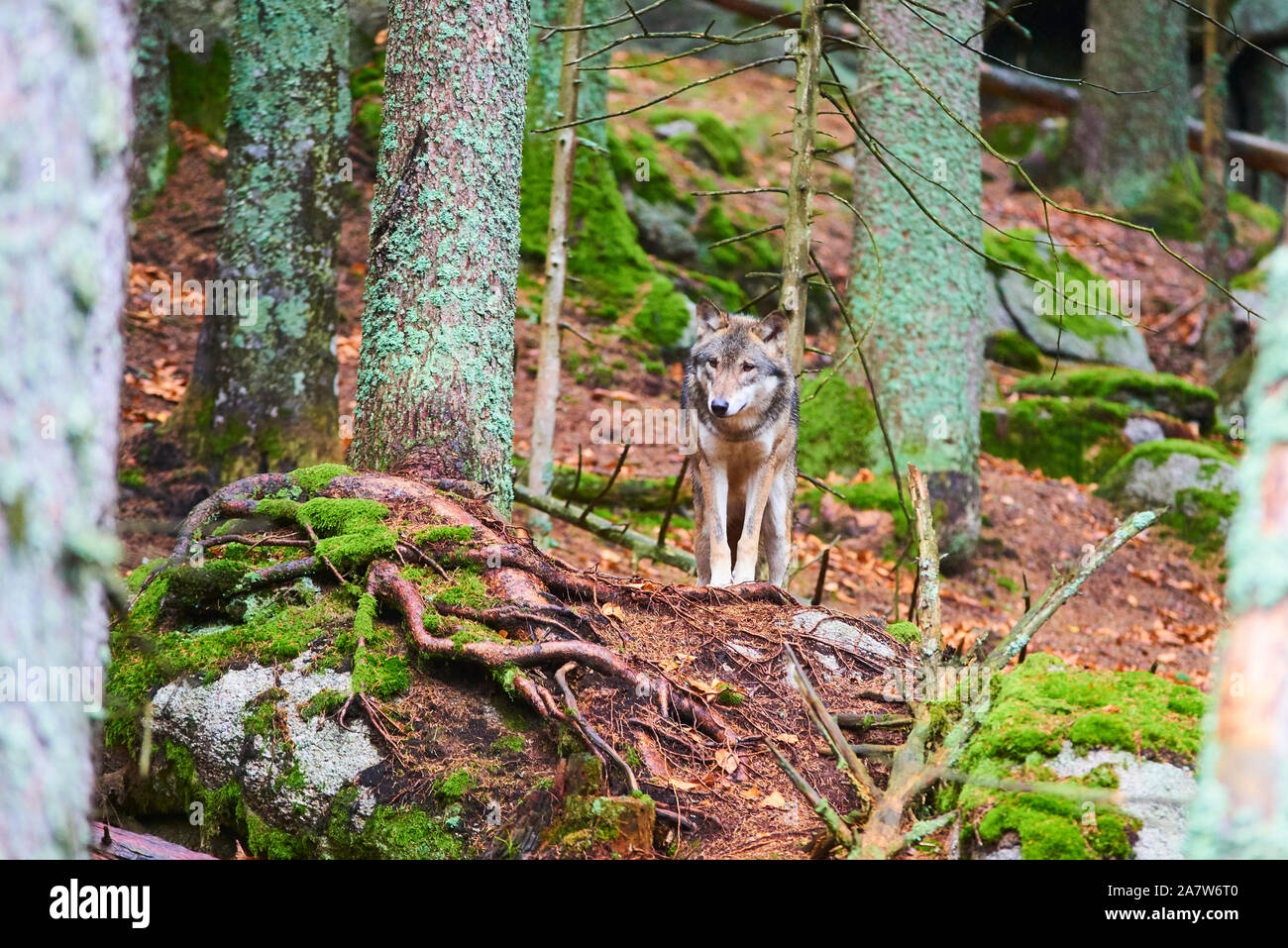 The wolf (Canis lupus), also known as the gray or grey wolf in natural habitat Stock Photo