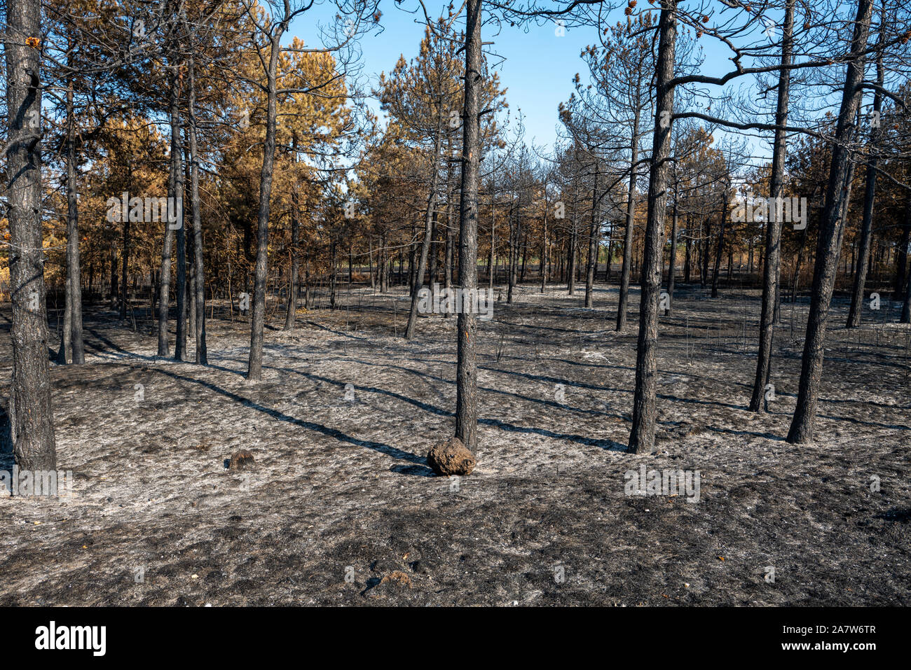 Burned trees after forest fire hi-res stock photography and images - Alamy