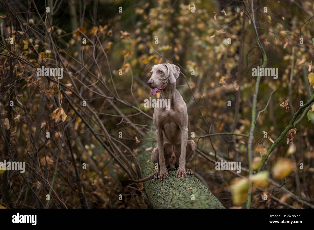Weimaraner posing on a meadow in autumn leaves Stock Photo