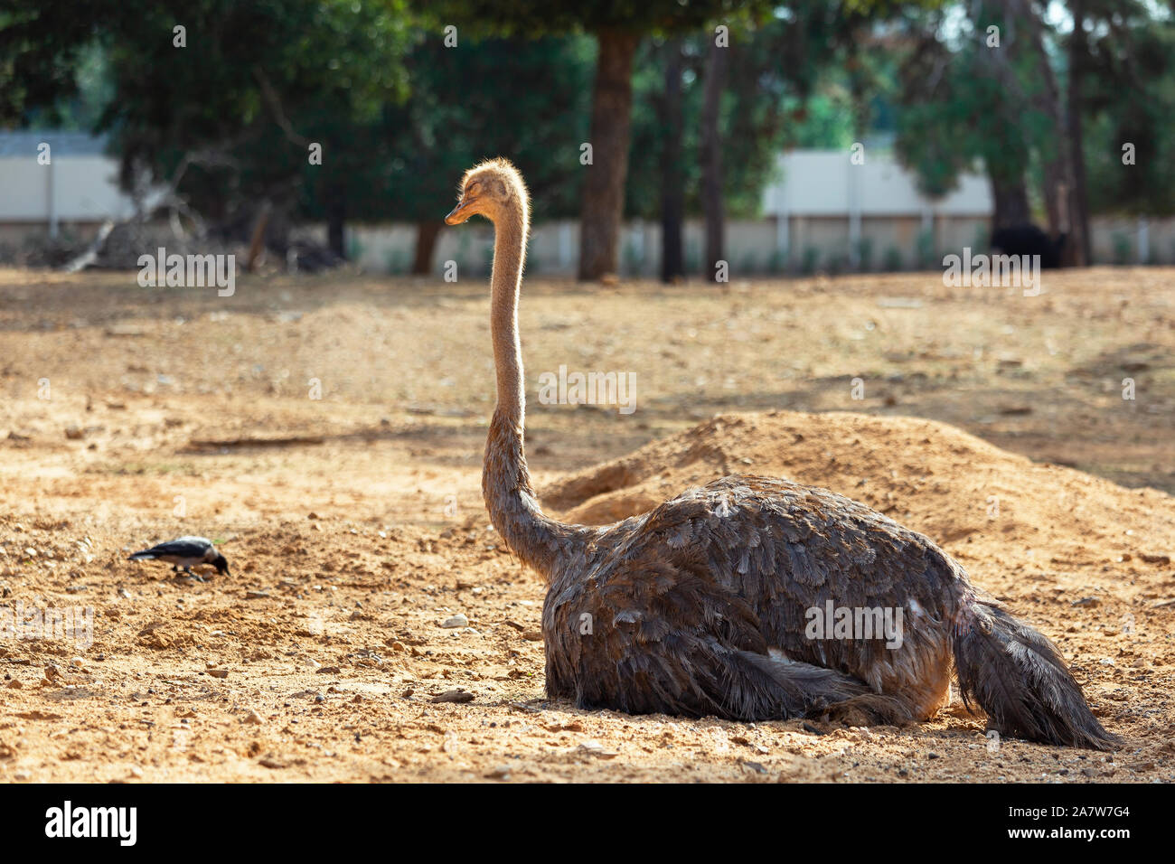 Beautiful, Australian Ostrich in nature Stock Photo - Alamy