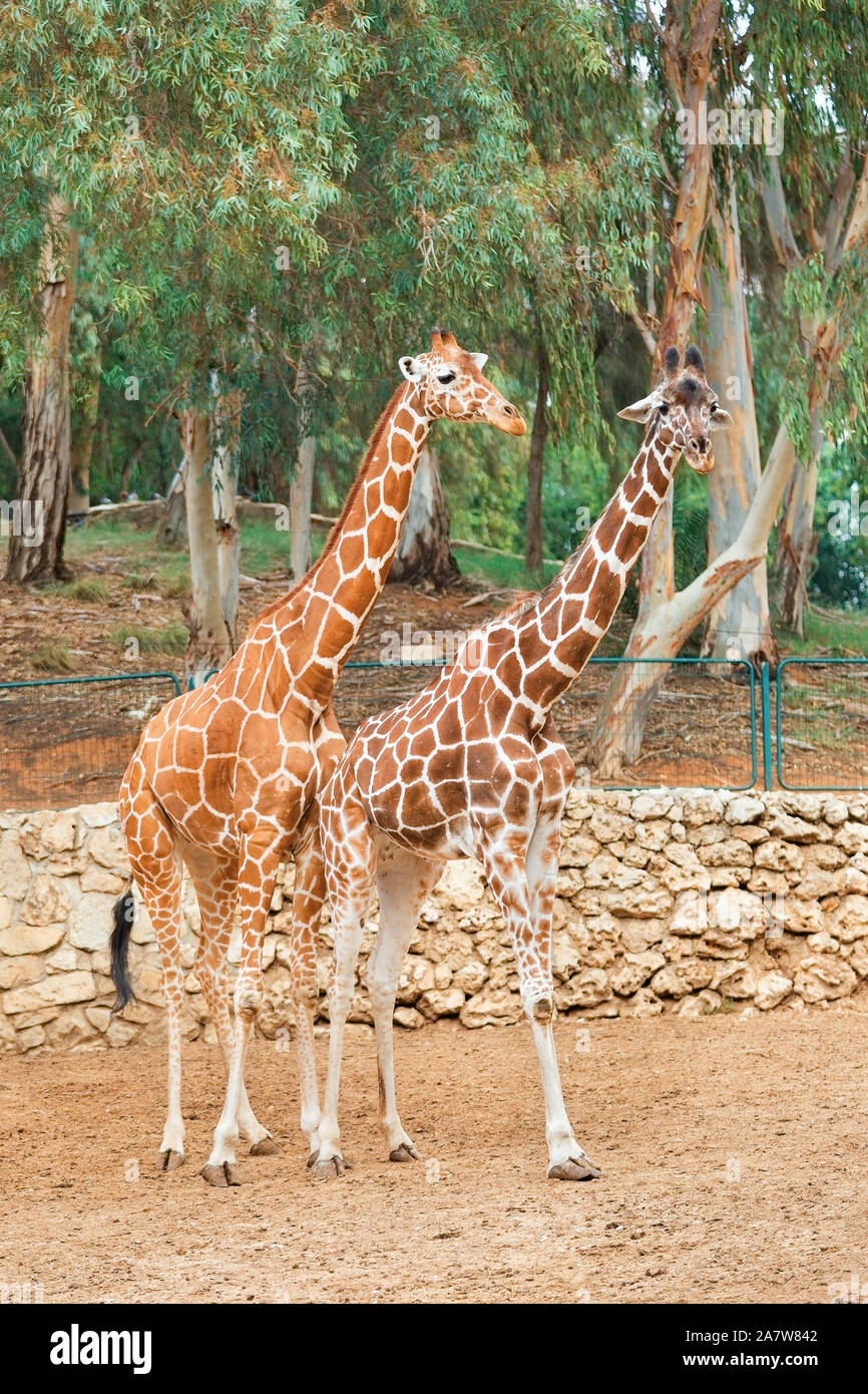 two giraffes on a background of green trees Stock Photo