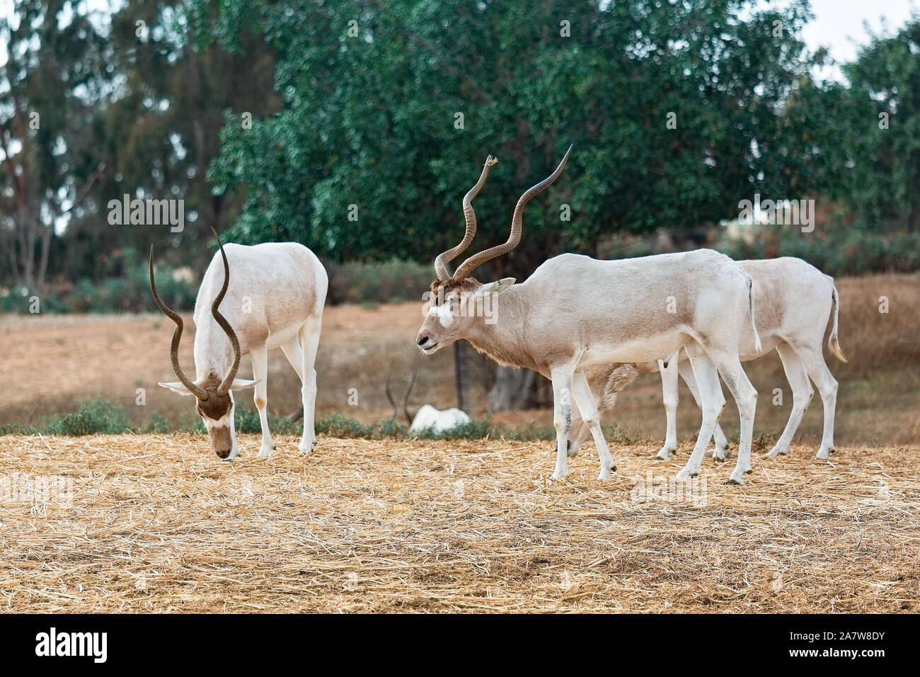 Beautiful Addax on a background of green trees Stock Photo