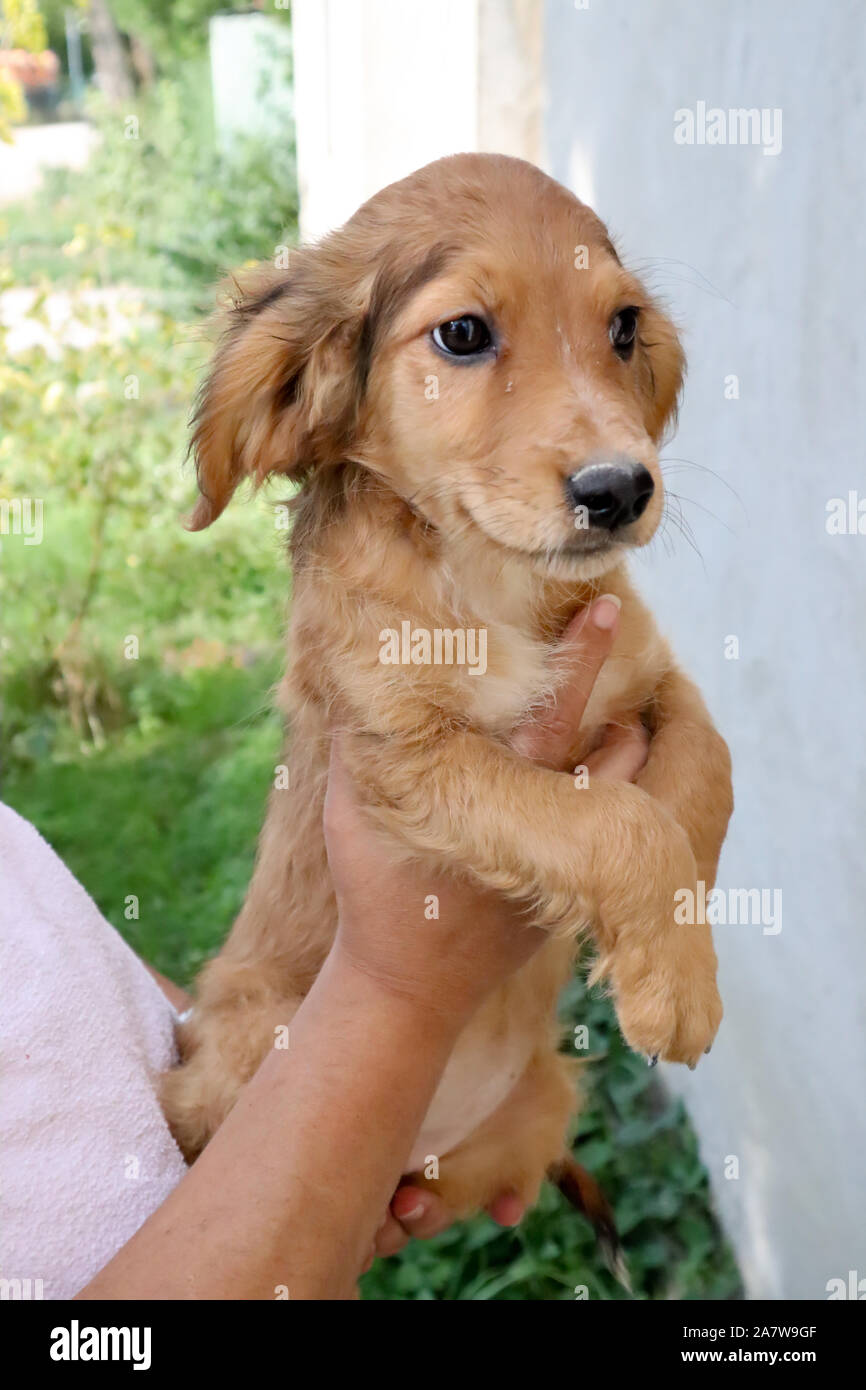 portrait of a beautiful Golden Cocker Spaniel puppy looking a side, outside  close up Stock Photo - Alamy