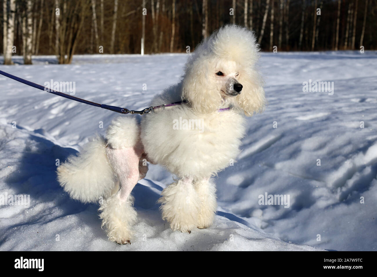 Are Poodles Cold Weather Dogs