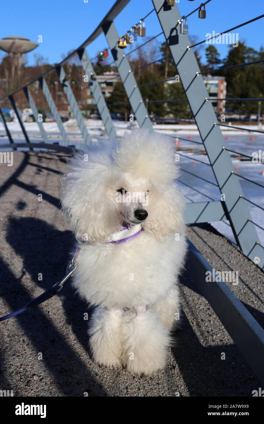 fluffy white poodle