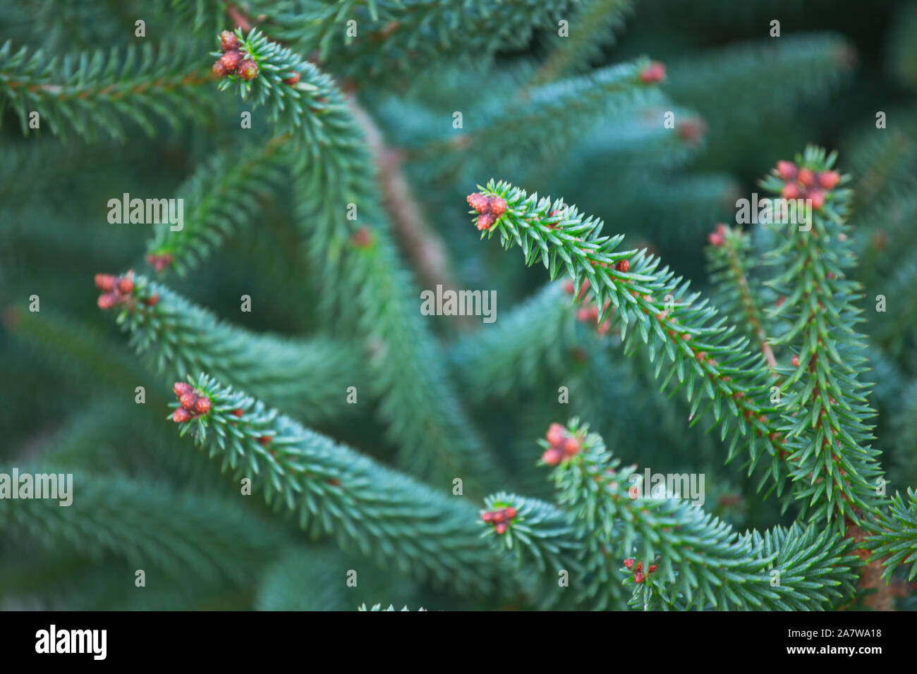 Close-Up Of Fir Branch Background Stock Photo