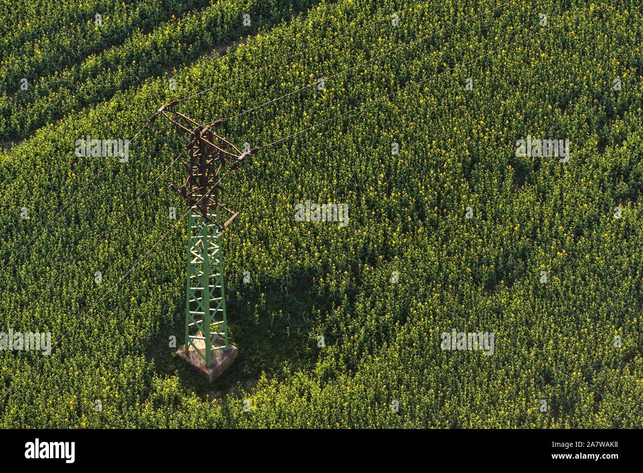 High voltage pylon in the middle of a field with rapeseed in aerial photo. Stock Photo