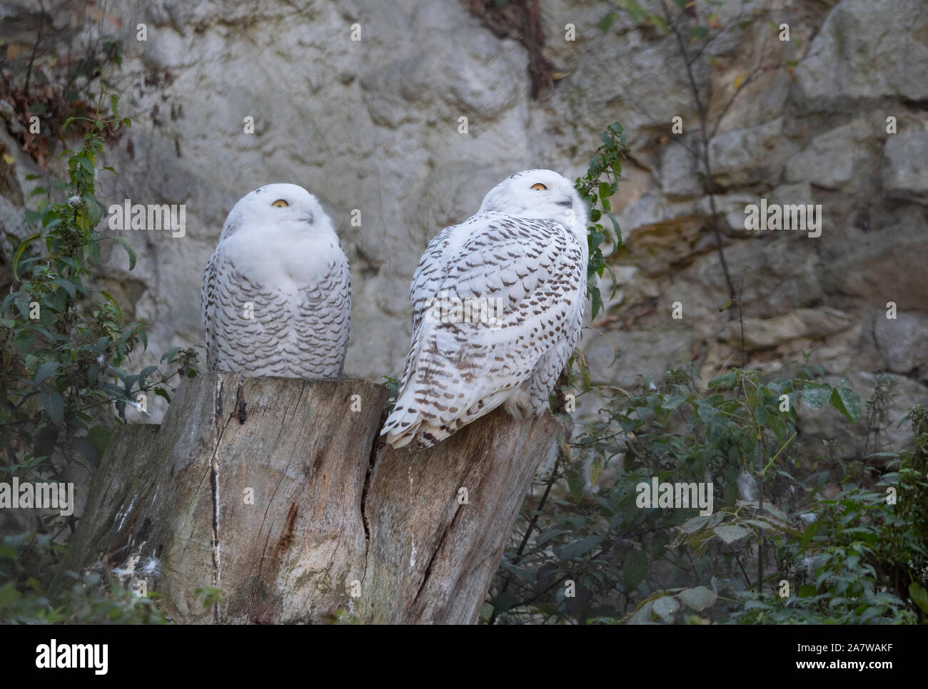 Snowy owl Bubo scandiacus or Nyctea scandiaca sitting on a stick Stock ...