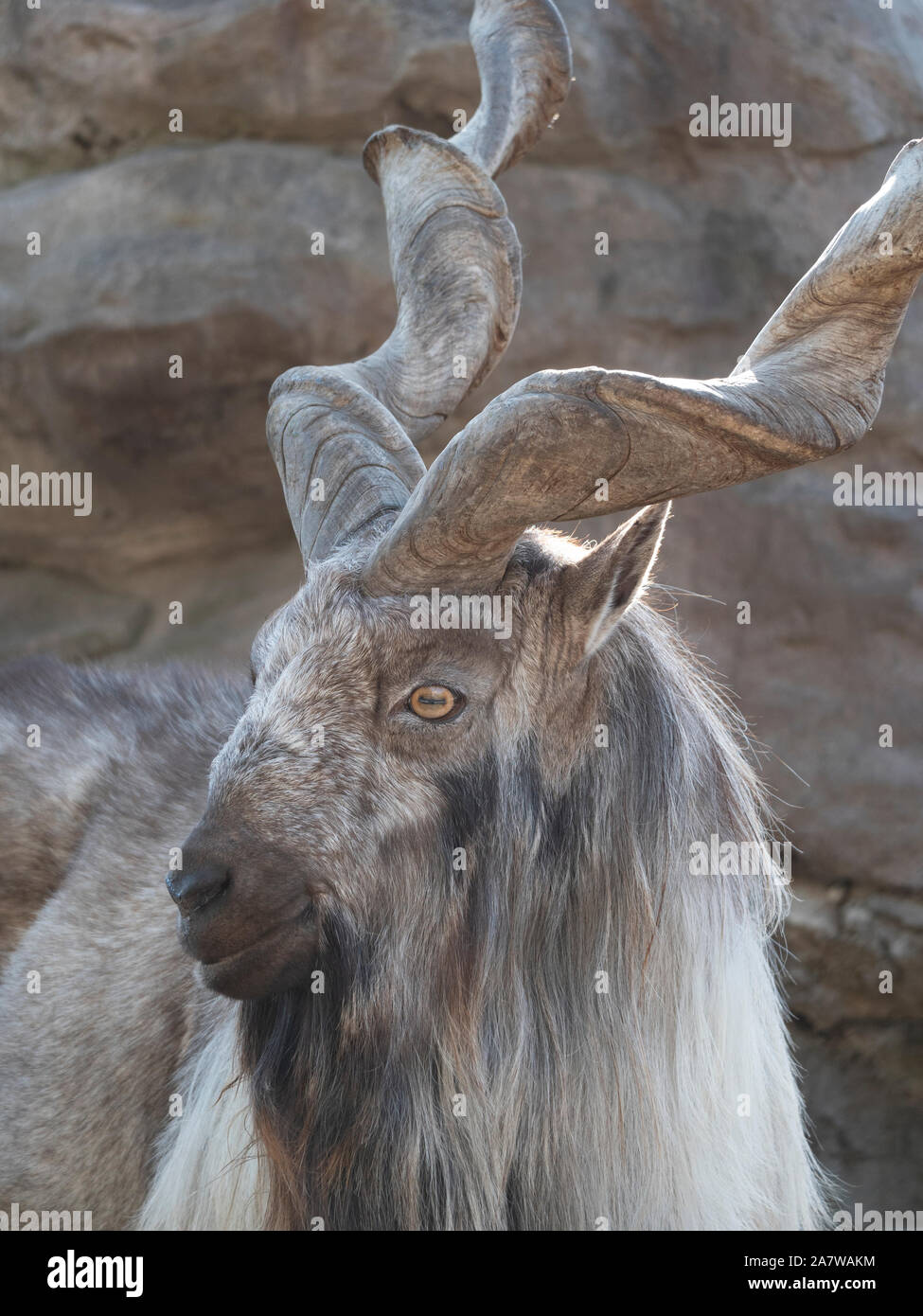 Beautiful mountain goat with helical long horns on the background of rocks. Stock Photo