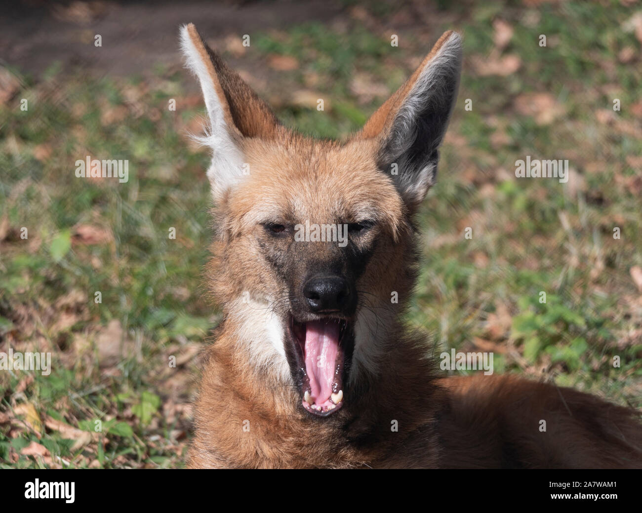 Red Maned Wolves Red maned wolf hi-res stock photography and images - Alamy