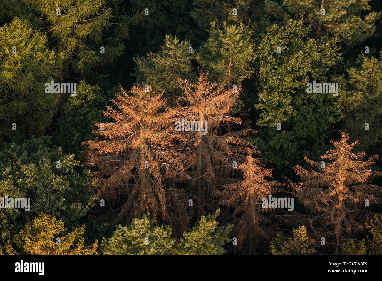 Bark beetle calamity in the Czech Republic on an aerial photograph Stock Photo